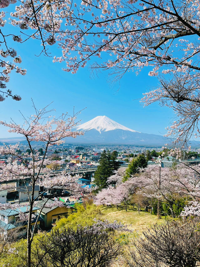 まるで日本の絵葉書✨新倉山浅間公園で絶景富士ビュー！