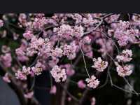 Jing’an Sculpture Park: A Futuristic Hanami Experience