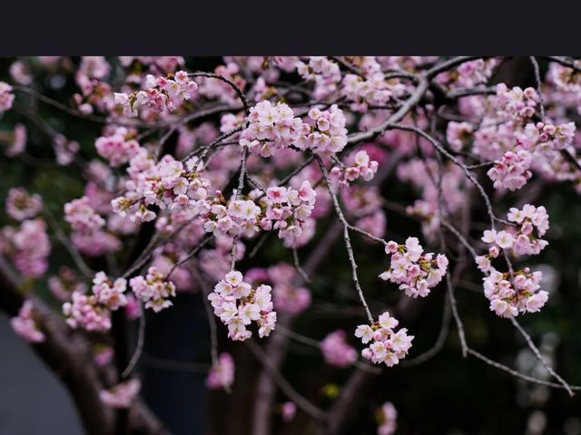 Jing’an Sculpture Park: A Futuristic Hanami Experience