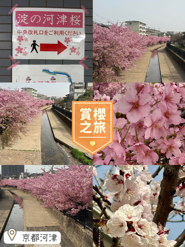 京都河津賞櫻🌸之旅🩵