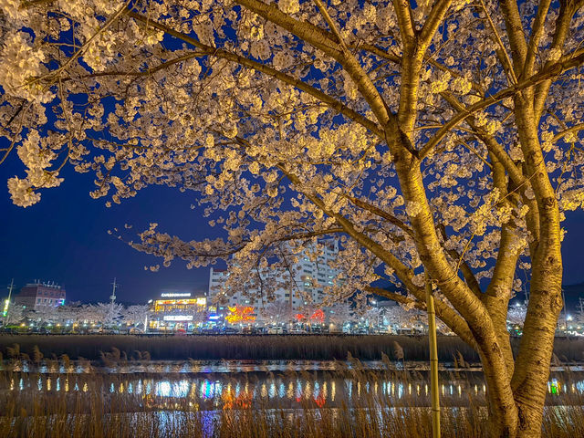 전남 보성 봄에 가기좋은 벚꽃명소