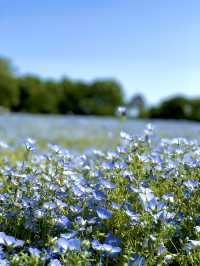 【埼玉×森林公園】  ネモフィラ ポピーなどの花畑の絶景スポット