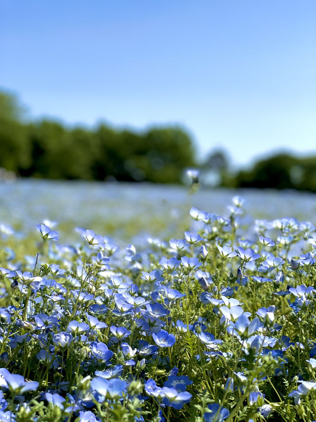 【埼玉×森林公園】  ネモフィラ ポピーなどの花畑の絶景スポット