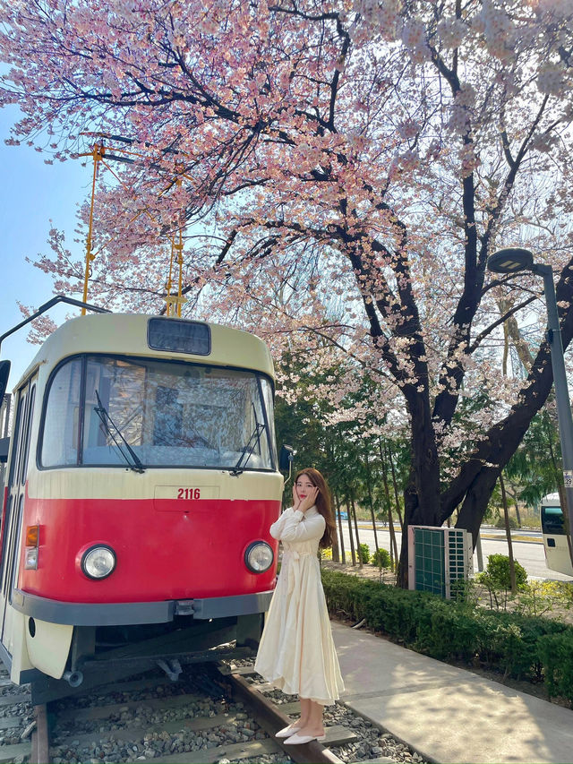 서울 벚꽃여행 어디로 갈까! best3