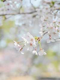 【兵庫/夙川】「さくら名所100選」に選ばれた桜の名所🌸