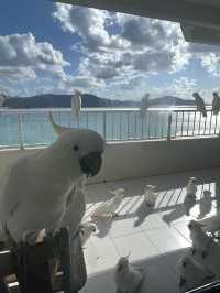 Day Trip to Hamilton Island