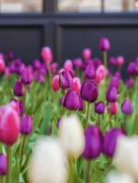 This isnt in holland but in Shanghai -Tulips Bloom 🌷 