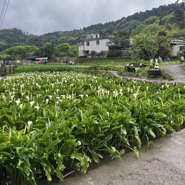 【陽明山国家公園｜竹子湖】霧の中で味わう、やさしいスモークチキン