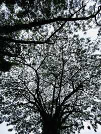 Taman Wawasan Recreational Park: A Serene Green Escape with Sustainability at Heart