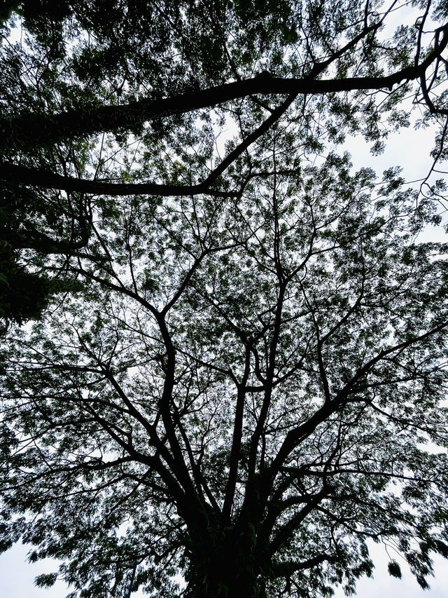 Taman Wawasan Recreational Park: A Serene Green Escape with Sustainability at Heart
