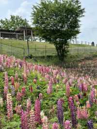 【栃木×鹿沼市花木センター】3万本のルピナスが斜面に・・