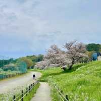東風平運動公園棒球場•櫻花下的棒球夢