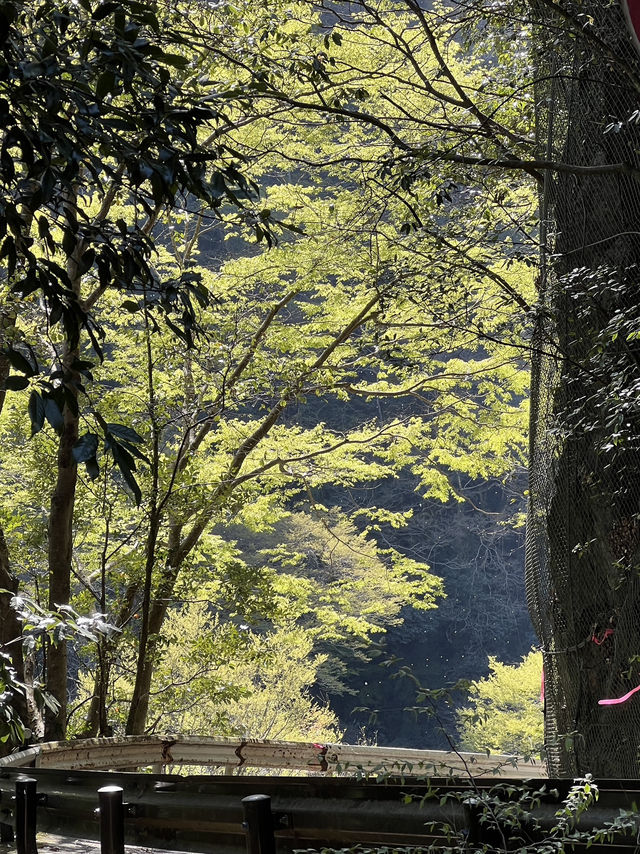 【宮崎】絶景、高千穂峡へ日帰り旅！