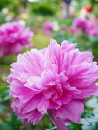 【埼玉】広大な敷地に、四季折々の花が咲き乱れる公園