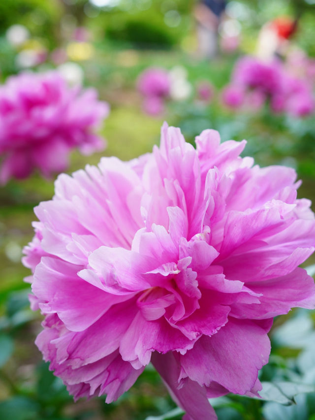【埼玉】広大な敷地に、四季折々の花が咲き乱れる公園
