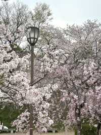 姬路公園-四月上旬，滿開時份，壯觀櫻花隧道