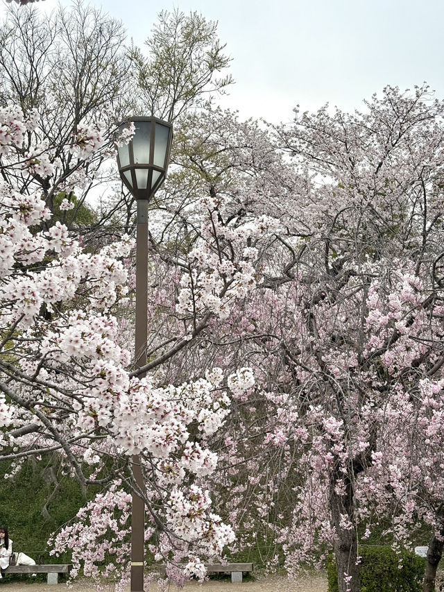 姬路公園-四月上旬，滿開時份，壯觀櫻花隧道