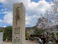 京都最古老的公園賞櫻---圓山公園，祇園枝垂櫻