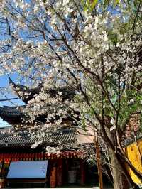 Longhua Temple Cherry Blossom: A Spiritual Retreat in Shanghai