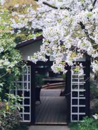 China National Tea Museum Cherry Blossoms– A Fragrant Fusion of Tea Culture and Sakura Serenity