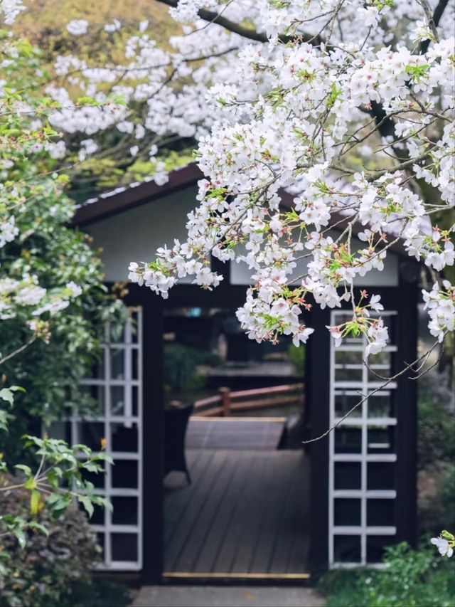 China National Tea Museum Cherry Blossoms– A Fragrant Fusion of Tea Culture and Sakura Serenity
