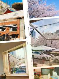A Special April Cafe Trip with Cherry Blossoms 🌸☕ 