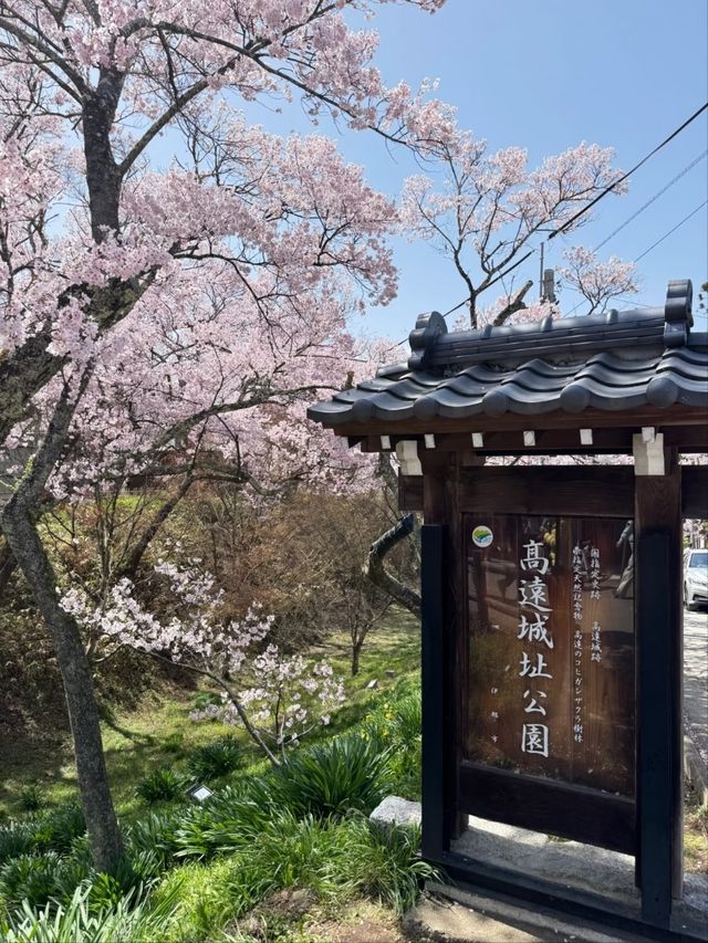 Takato Joshi Park Cherry Blossoms – The "Alps' Most Beautiful Sakura