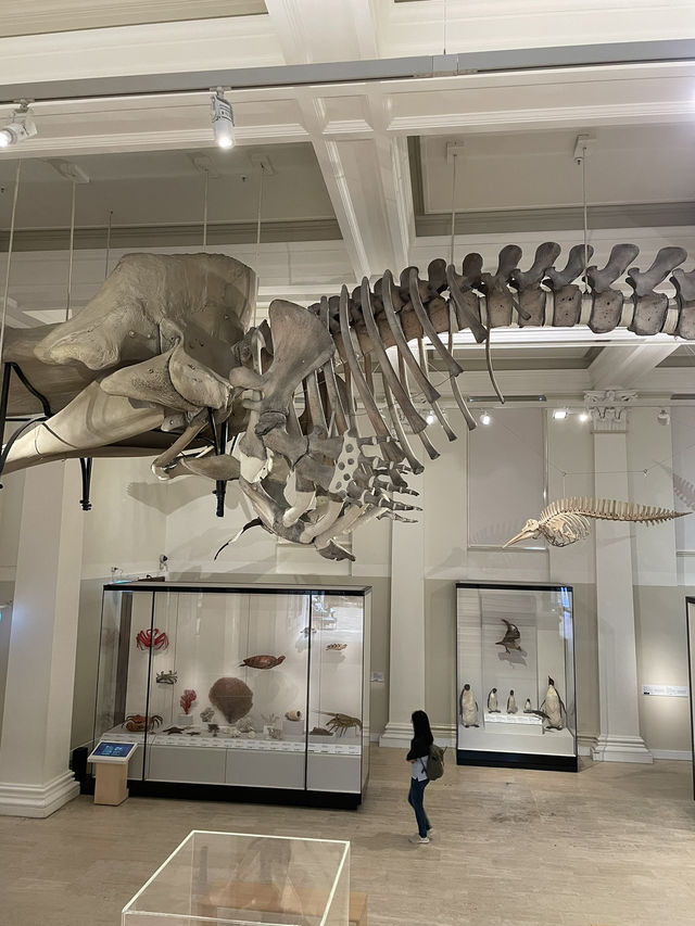 澳洲悉尼市區好去處｜Australian Museum親子必參觀🦖
