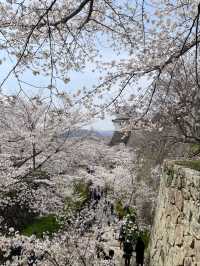 The Dazzling Harmony of a Famous Castle and a Thousand Cherry Trees