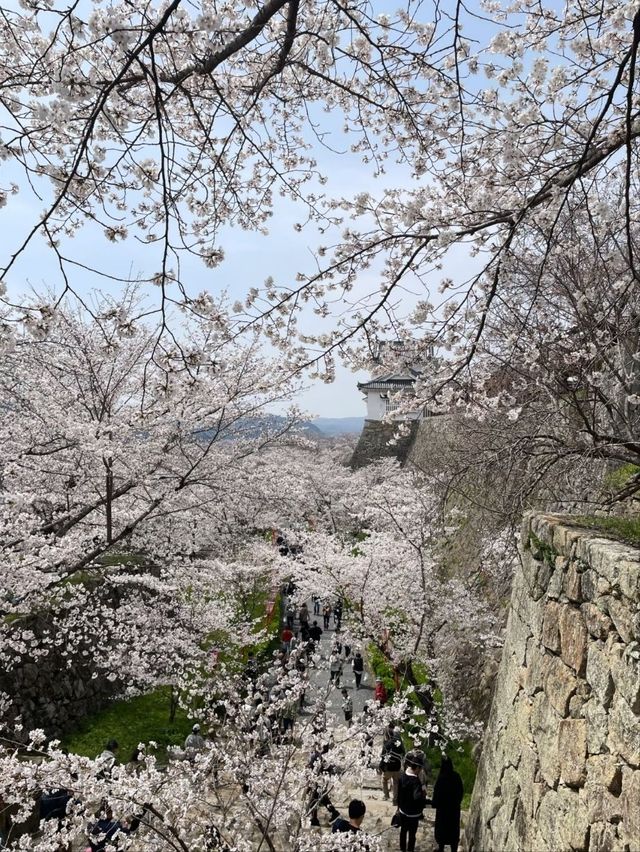 The Dazzling Harmony of a Famous Castle and a Thousand Cherry Trees