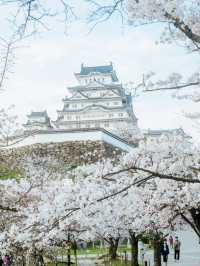 Kansai Cherry Blossom Viewing Beyond Kyoto 🌸