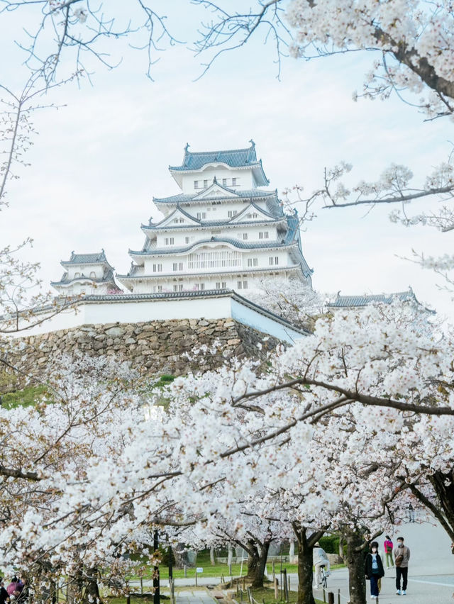Kansai Cherry Blossom Viewing Beyond Kyoto 🌸