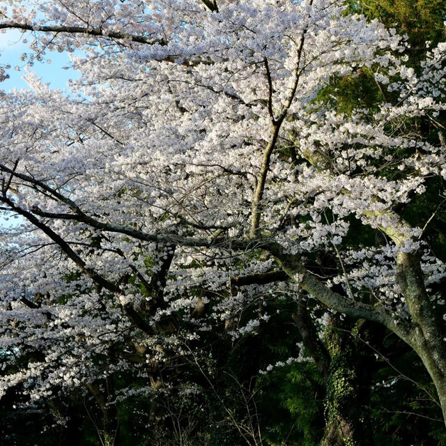 柱島·櫻花小島