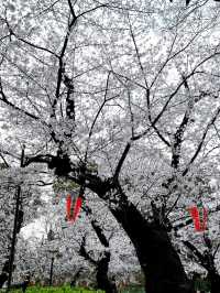Tokyo Ueno Park Sakura Viewing Guide 🌸