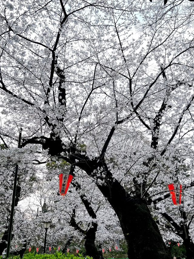 Tokyo Ueno Park Sakura Viewing Guide 🌸
