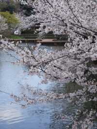 April in Kamakura, Japan: Capturing Stunning Cherry Blossoms 🌸