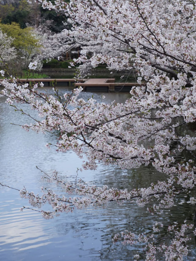 April in Kamakura, Japan: Capturing Stunning Cherry Blossoms 🌸