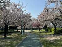 2025大阪毛馬櫻之宮公園沿河浪漫櫻花步道
