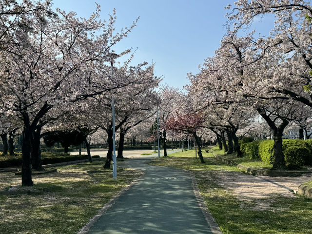 2025大阪毛馬櫻之宮公園沿河浪漫櫻花步道