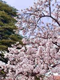 Sakura Serenity: A Day in Shinjuku Gyoen