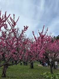Maruyama Park: Where Amazing Cherry Blossoms