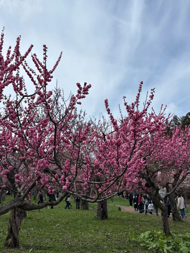 Maruyama Park: Where Amazing Cherry Blossoms