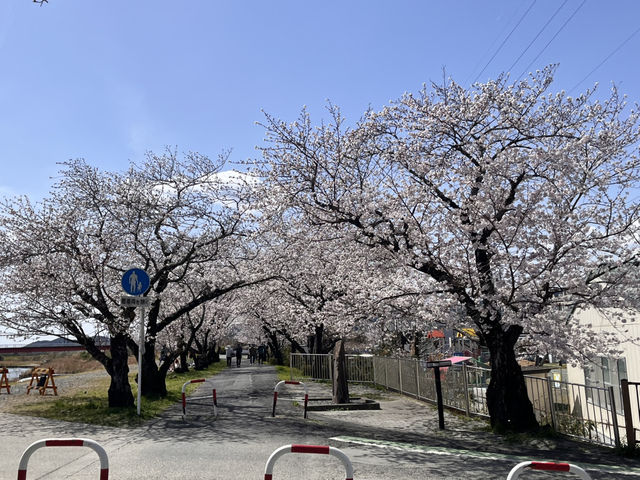 都田川桜堤でお花見🌸@浜松・気賀