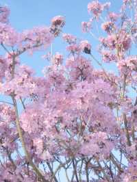 Guangdong Pink Flower Sea 🌸: Stepping into a Springtime Dream