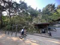 Namsan Vibes: Hike, Snap, Explore!