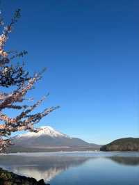Yamaguchi Lake Sakura | Fuji's Most Photogenic Companion