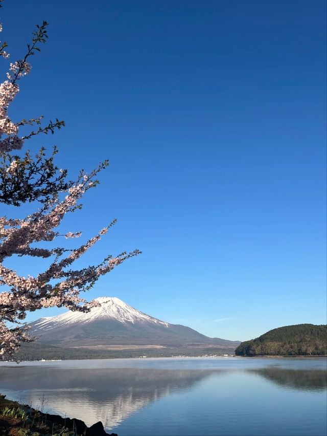 Yamaguchi Lake Sakura | Fuji's Most Photogenic Companion