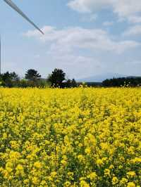After the Seogwipo Canola Flower Festival, Jeju
