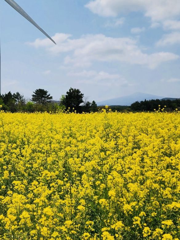 After the Seogwipo Canola Flower Festival, Jeju
