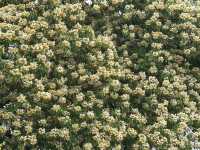 香港好去處 | 復活節賞花(上) | 魚木 | 藍花楹